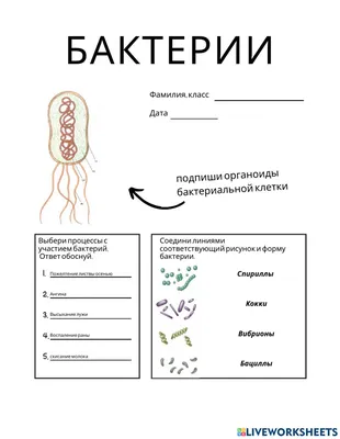 Урал Корма - Бактерии для подстилки Multi-25