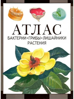 Бактерии, грибы, лишайники, растения: атлас. 3-е изд. МЦНМО 143273479  купить за 657 ₽ в интернет-магазине Wildberries