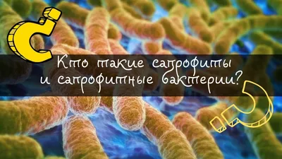 Сапрофитные 🦠 бактерии - Ворми Ферма