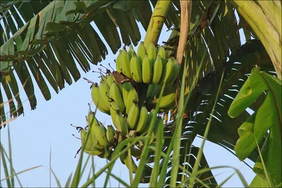 Haber7 (Турция): в чем польза банана? Как банан используется для ухода за  кожей? | , ИноСМИ