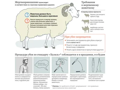 раскраски с барашками для детей