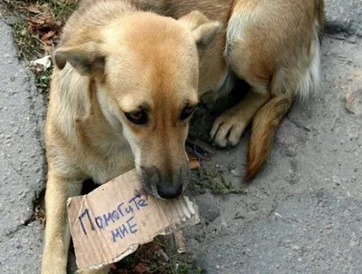 Без приюта мы не сможем бороться за животных». Как волонтёры Алмалыка  пытаются спасти приют для бездомных собак – Новости Узбекистана – Газета.uz