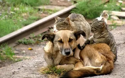 Самые трогательные фотографии бездомных животных, которые не оставляют  равнодушными - 