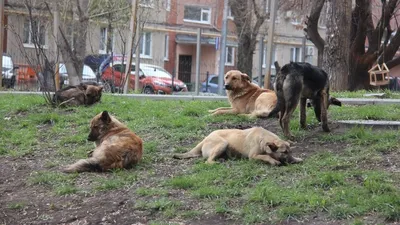 Проблема каждого из нас: почему так много бездомных животных в Украине и  как им помочь - МЕТА