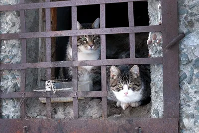 Когда дом идет под снос, мы идем за кошками». Кто и как спасает бездомных  животных в Москве - Мослента