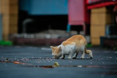 Россия заняла пятое место в мире по количеству бездомных животных