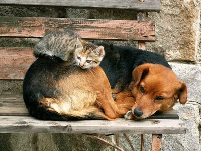 Почему важно заботиться о бездомных животных | ЗооПроект | Дзен