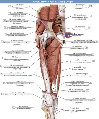 Анатомия мышц бедра | Анатомия, Биология, Уроки биологии