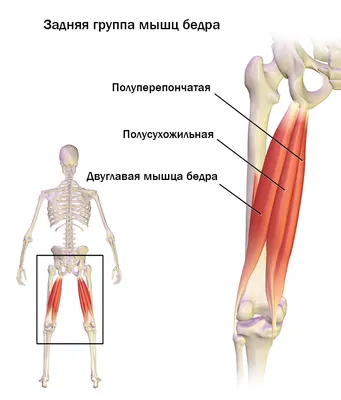 Отведение бедра | ЦДПО InstructorPRO