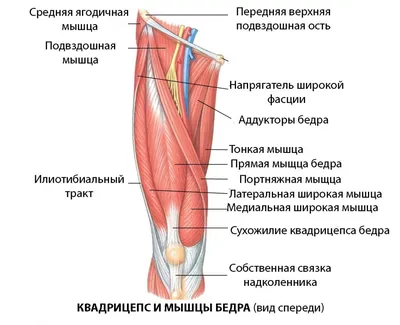 Тонкая мышца — Википедия