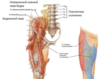 ARS-синдром (энтезопатия приводящих мышц бедра)