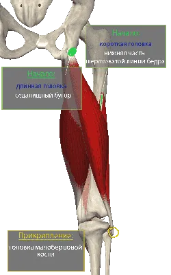 Бедро человека картинки