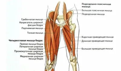 Мышцы внутренней поверхности бедра - 66 фото