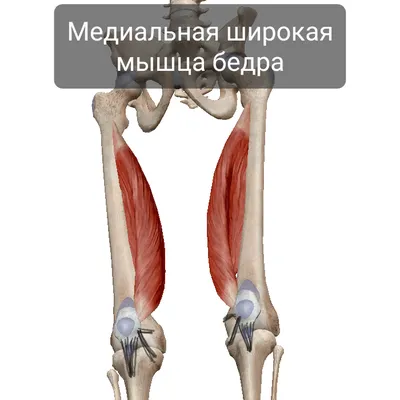 Квадрицепс бедра. Часть 4. Медиальная широкая мышца | Пикабу