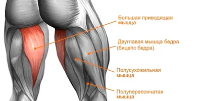 36. Мышцы нижних конечностей [2012 - - Анатомия и физиология человека] |  Анатомия, Анатомия и физиология, Анатомия человека