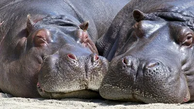 Бегемот - Бегемота (Hippopotamus amphibius) еще называют гиппопотамом.  Живет он в Африке. У бегемота огромное туловище на коротких толстых ногах.  Ноги оканчиваются четырьмя пальцами, одетыми своеобразными копытцами и  соединенными небольшой перепонкой ...