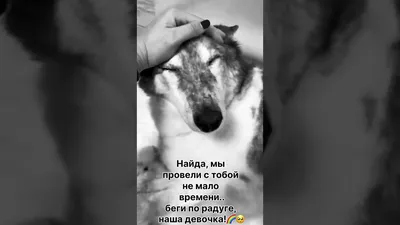 Беги за радугу, наша Найда…🥺🌈 - YouTube