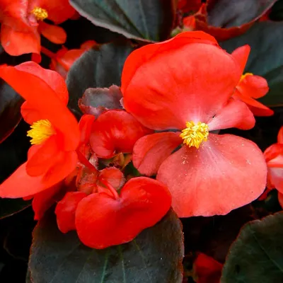 Бегония (Begonia) melanobulata