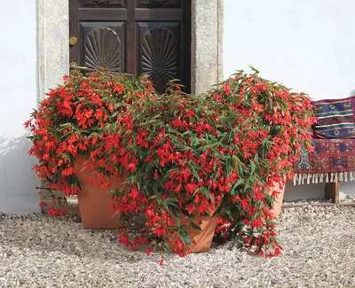 Бегония воротничковая (Begonia manicata)