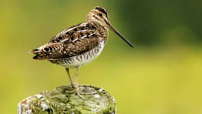 Осенние" бекасы: поведение. Common snipe in Autumn. Behavior. - YouTube