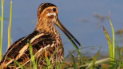 Японский бекас - eBird