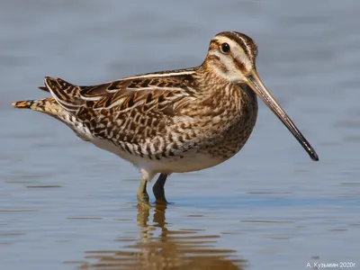 Бекас Gallinago gallinago Common Snipe