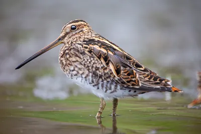 Бекас (Gallinago gallinago)