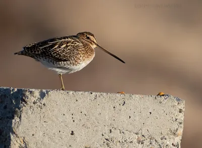 Патагонский бекас - eBird