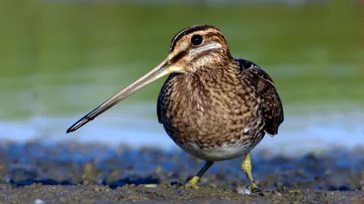 Бекас (Gallinago gallinago). Птицы Сибири.