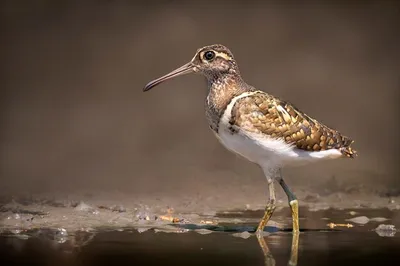 Бекас (Gallinago gallinago). Птицы Европейской России.