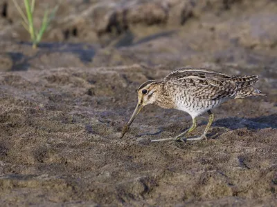 Бекас (фото): Осторожный «лесной барашек» | Aves