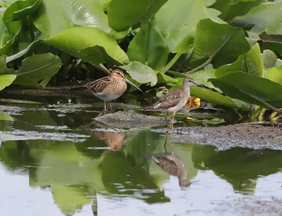 Бекас - eBird