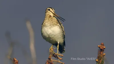 Бекас (Gallinago gallinago). Птицы Европейской России.