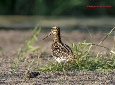 Азиатский бекас (Gallinago stenura). Птицы Дальнего Востока России.