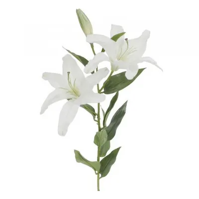 Resultado de imagem para лилия цветок | Lily wallpaper, White lily flower,  Tiger lily flowers