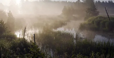 Природа Беларуси | Лидия Пляшкевич