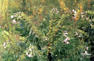 Белена черная (Hyoscyamus niger L.)