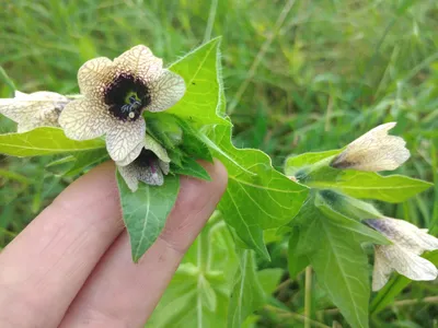 Белена чёрная | Hyoscyamus niger