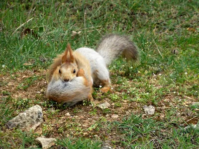 Белка переносит бельчат по деревьям / The squirrel carries baby squirrels -  YouTube