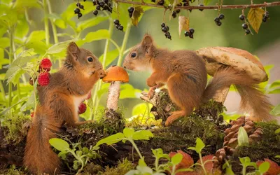 Белка обыкновенная (Sciurus vulgaris) — Зоопарк «Лимпопо» г. Нижний  Новгород – Нижегородский зоопарк