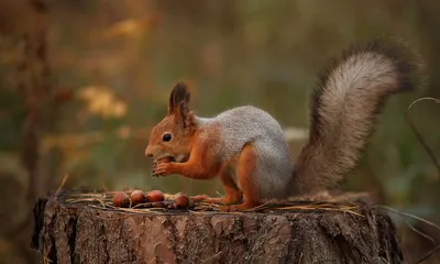 Белка с золотыми орешками - 67 фото