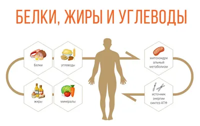 Что такое белки, жиры и углеводы, для чего они необходимы организму?