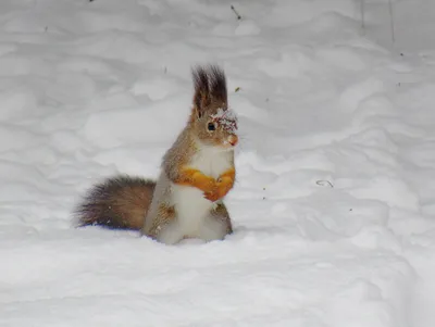 белки в дупле зимой: 8 тыс изображений найдено в Яндекс.Картинках |  Squirrel, Pet birds, Animals