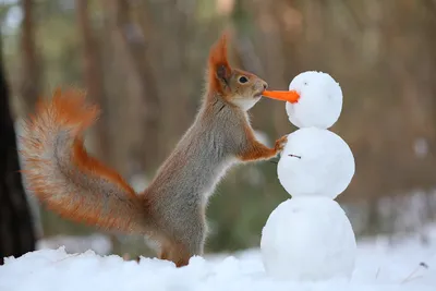 Зелёный парус": Белка обыкновенная (Sciurus vulgaris)