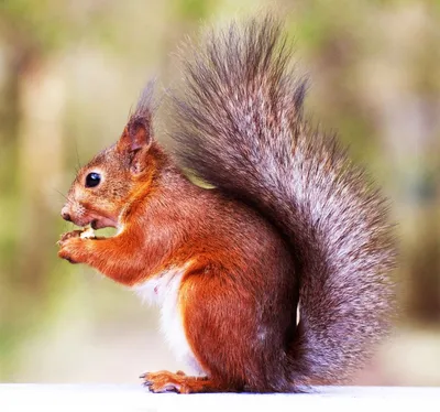 A squirrel standing on a rock photo – Free Белочка с орешком Image on  Unsplash