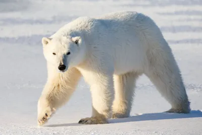 Колымский ученый прокомментировал появление белого медведя в регионе. Такие  случаи уже были | Новости