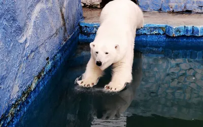Пушистый символ Арктики: забавные и редкие фото белого медведя -  , Sputnik Таджикистан