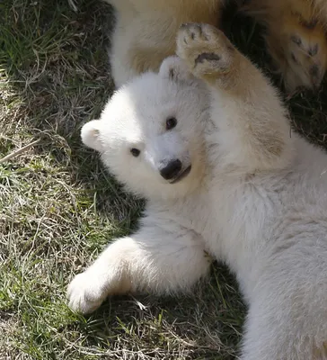 Детеныш белого медведя - 41 фото