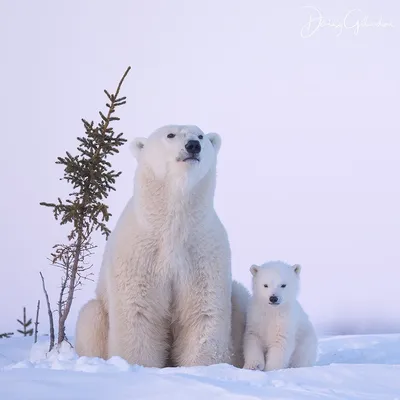 Международный день полярного медведя (День белого медведя) — когда и какого  числа отмечают в 2023 и 2024 году. Дата и история праздника — Мир космоса
