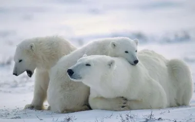 Международный день полярного медведя - РИА Новости, 